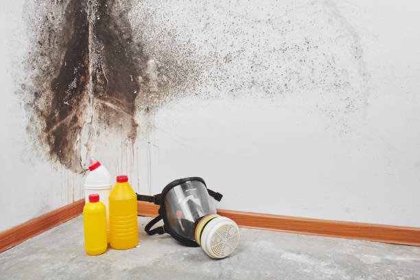 Best Fast Mold Removal  in Lake Shastina, CA