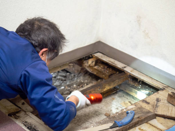 Best Home Mold Removal  in Lake Shastina, CA