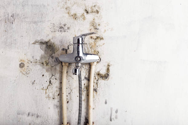 Best Office Mold Removal Services  in Lake Shastina, CA
