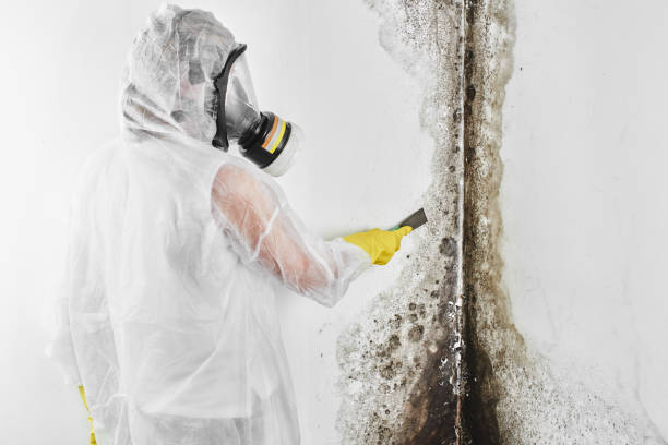 Best Crawl Space Mold Removal  in Lake Shastina, CA