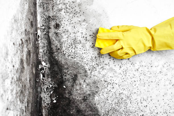 Best Emergency Mold Removal  in Lake Shastina, CA