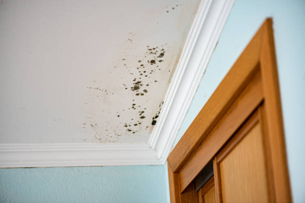 Best Water Damage Restoration  in Lake Shastina, CA