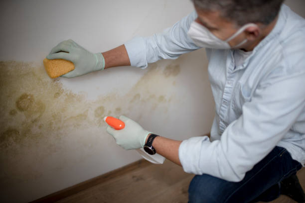 Best Best Mold Removal Companies  in Lake Shastina, CA
