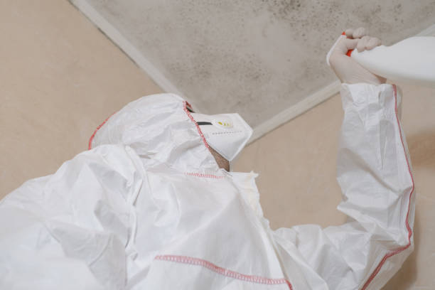 Best Same-Day Mold Removal  in Lake Shastina, CA