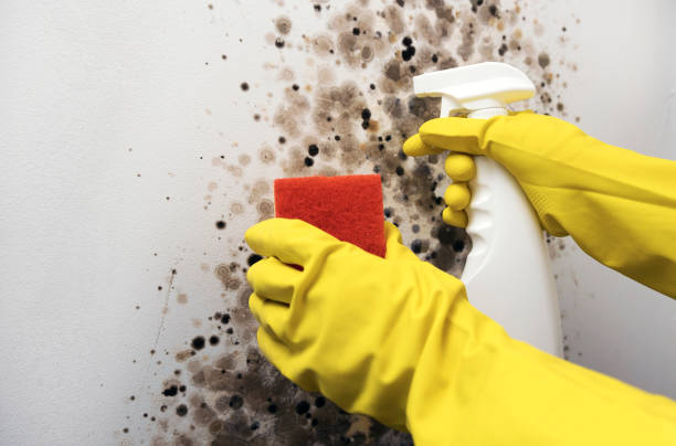 Best Certified Mold Removal  in Lake Shastina, CA