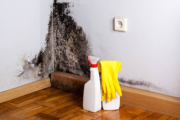 Best Commercial Mold Removal  in Lake Shastina, CA