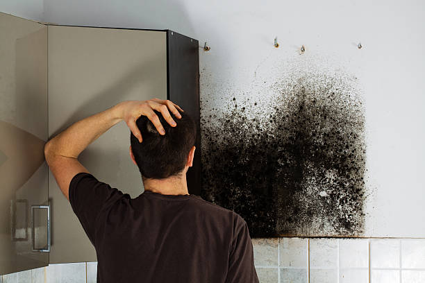 Best Black Mold Removal  in Lake Shastina, CA