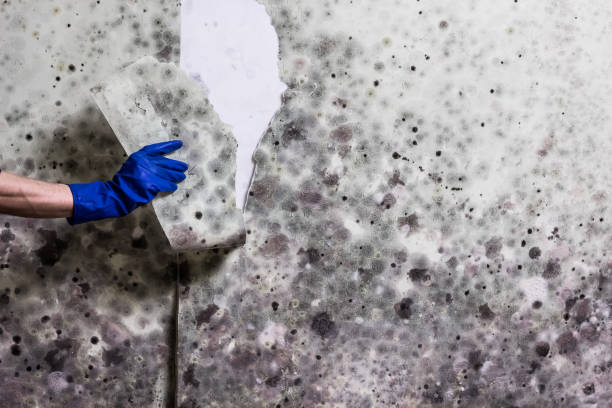 Lake Shastina, CA Mold Removal Company
